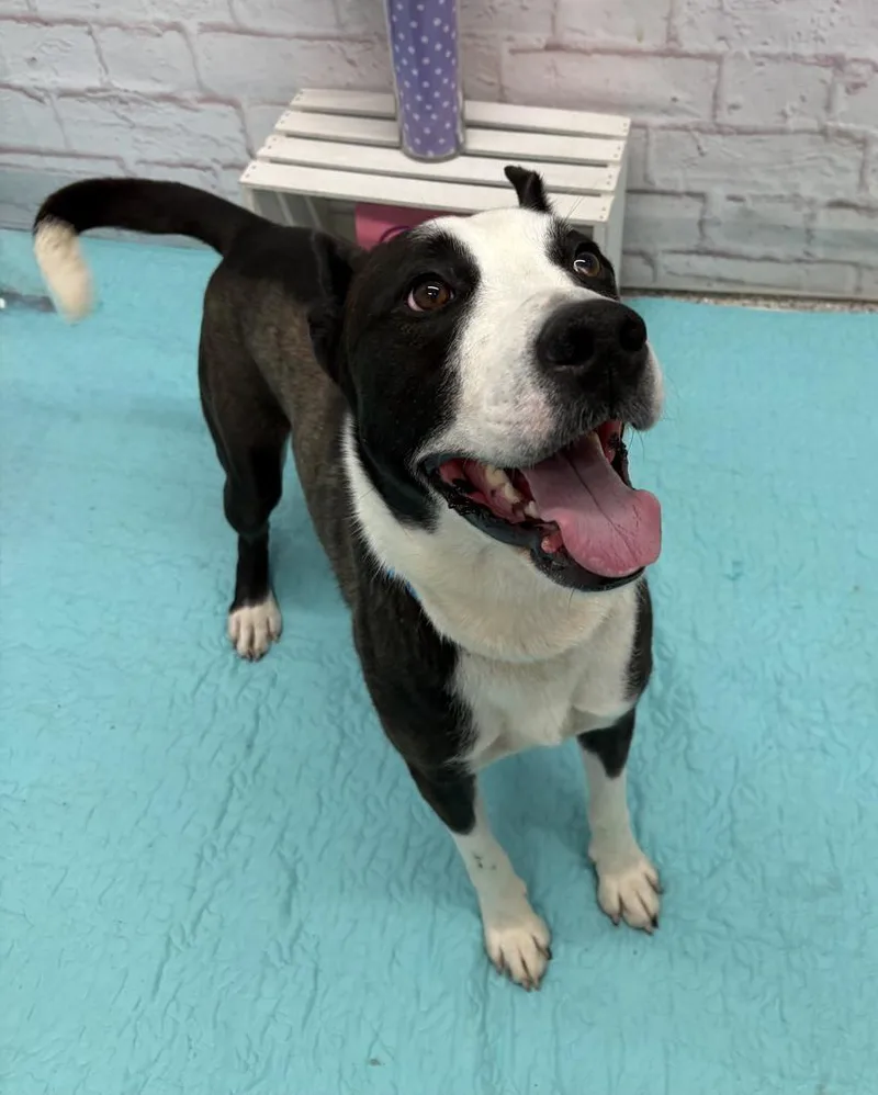 A young medium-sized male Husky dog named Chene for adoption in Detroit, MI