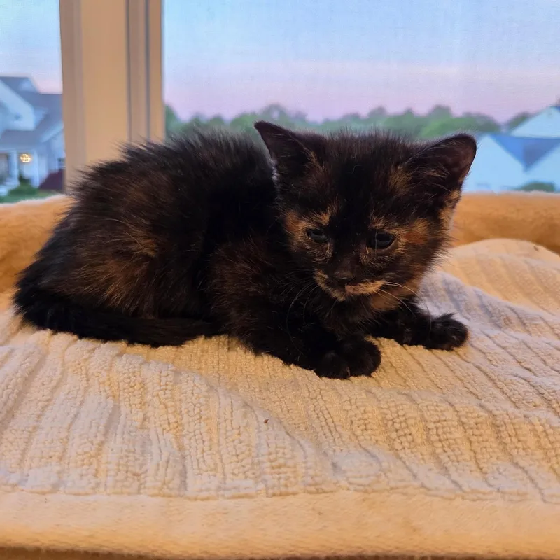 A baby medium-sized female Tortoiseshell cat named Velvet for adoption in Moriches, NY