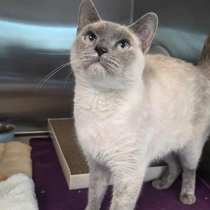 Billi Holiday thumbnail 2