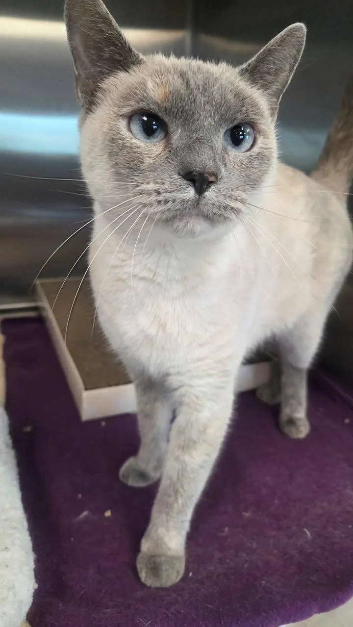 Billi Holiday thumbnail 3