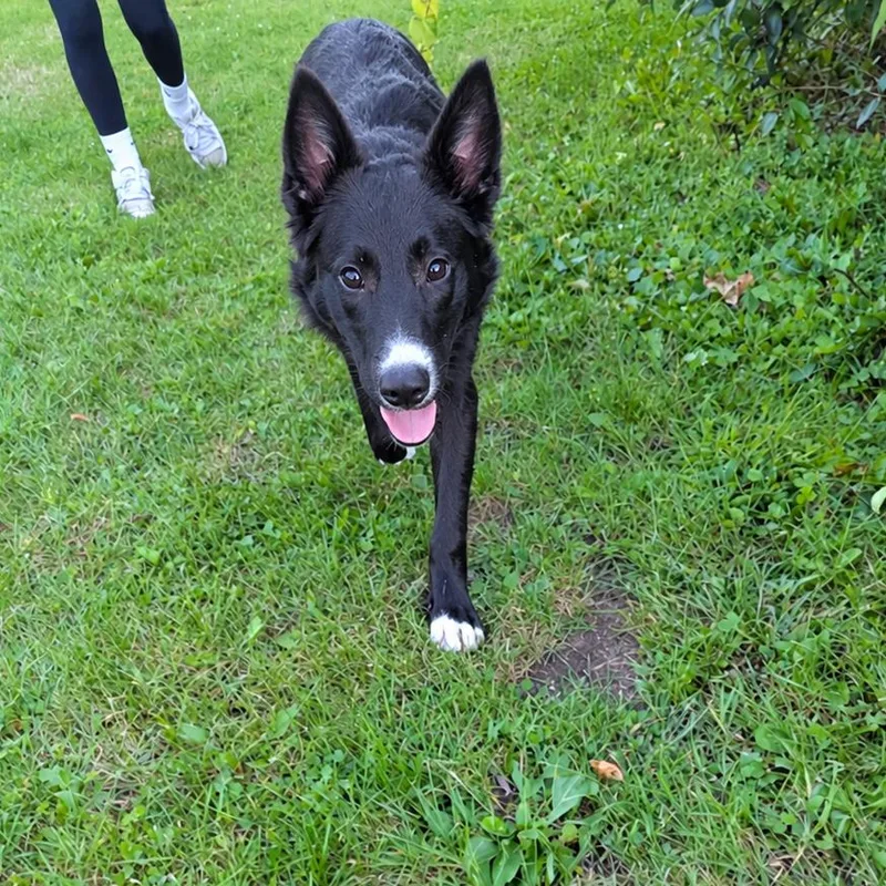 A young medium-sized male Border Collie dog named Parsley for adoption in Tomah, WI