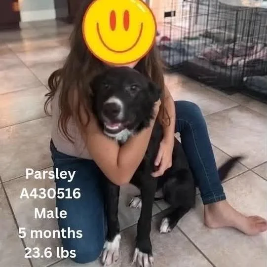 Parsley thumbnail 4