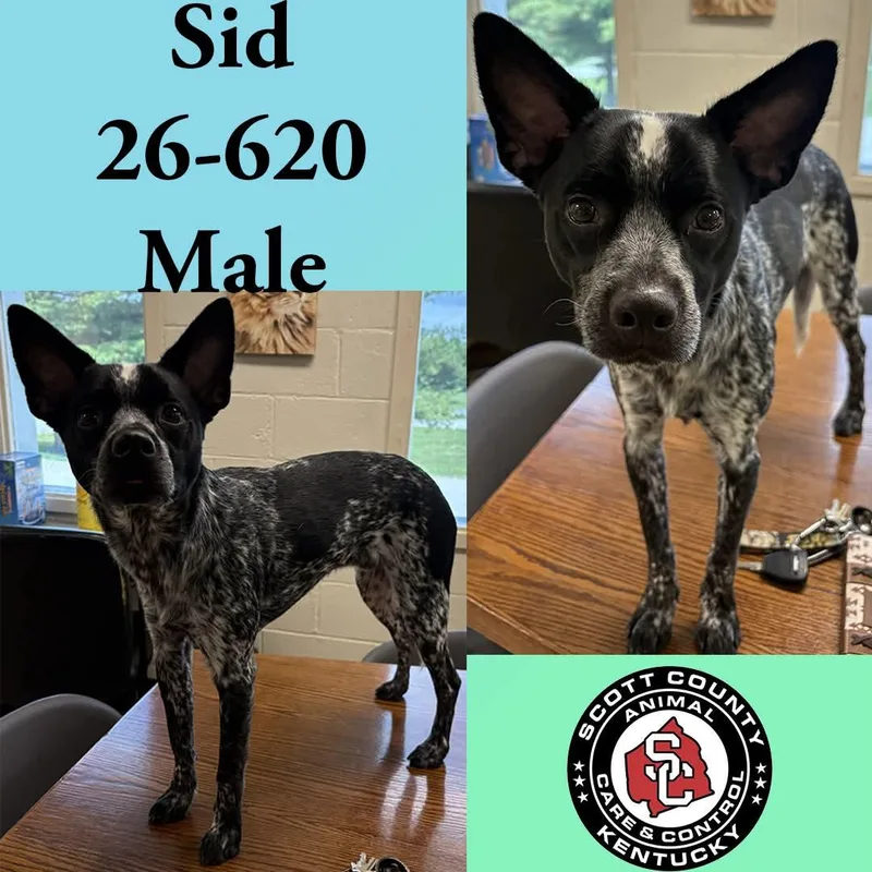 An adult medium-sized male Cattle Dog dog named Sid for adoption in Georgetown, KY