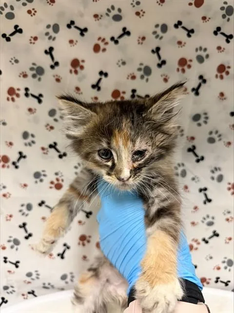 A baby small-sized female Domestic Long Hair cat named Seraphina for adoption in Riverside, CA