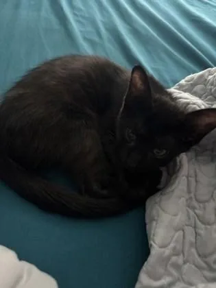 Babyraven thumbnail 2