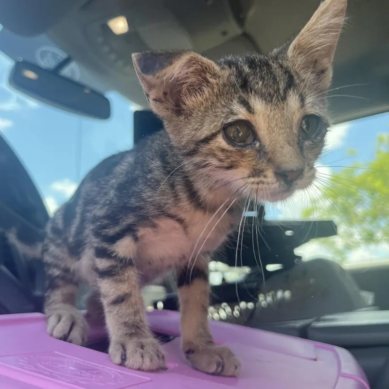 A baby small-sized male Brown / Chocolate Domestic Short Hair cat named Bean for adoption in Lake Jackson, TX
