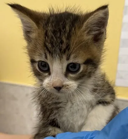 A baby small-sized male Domestic Short Hair cat named Ellis for adoption in Honolulu, HI