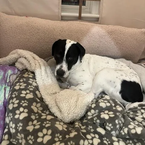 A young large-sized female Mountain Cur dog named Lucy Lulu Local for adoption in Andover, MA