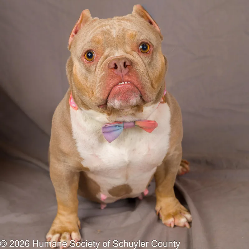 An adult medium-sized female Gray / Blue / Silver American Bully dog named Iris for adoption in Montour Falls, NY