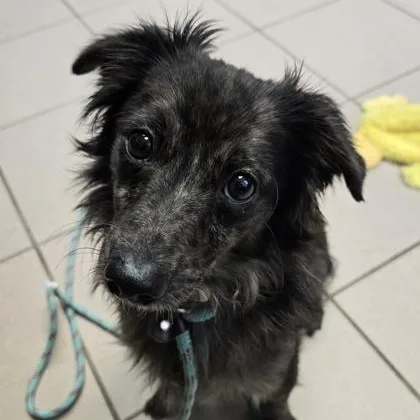A young small-sized female Pomeranian dog named Stormi for adoption in Philadelphia, PA