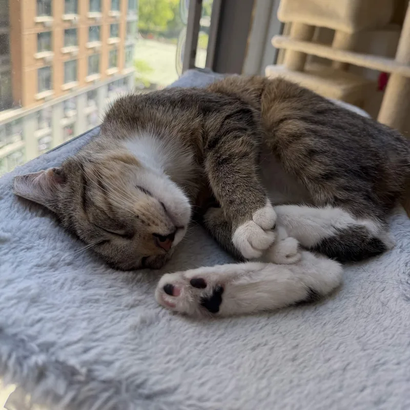A baby small-sized female Tabby (Buff / Tan / Fawn) Domestic Short Hair cat named Nube for adoption in Weehawken, NJ