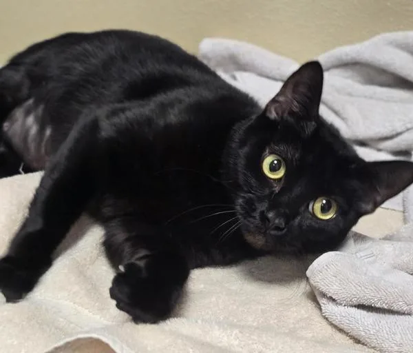 An adult medium-sized female Domestic Short Hair cat named Luna for adoption in Vancouver, WA