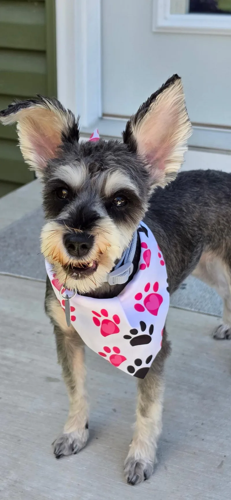 A young small-sized female Gray / Blue / Silver Miniature Schnauzer dog named Pepper for adoption in Cleveland, OH