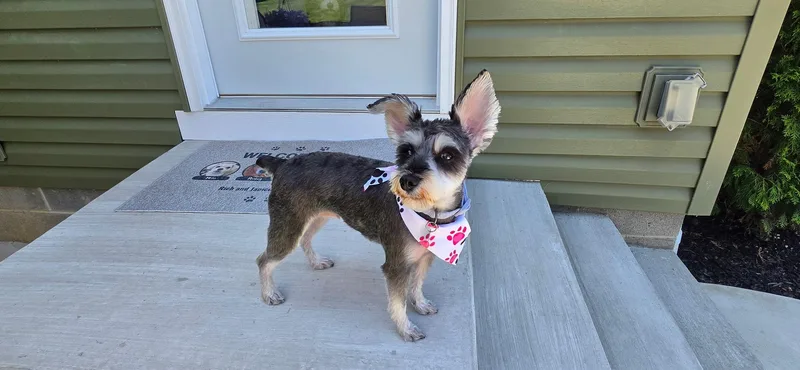 Pepper thumbnail 4