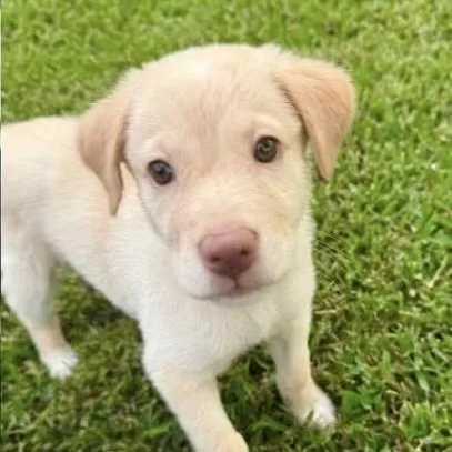 A baby medium-sized female Apricot / Beige Yellow Labrador Retriever dog named Lainey Lou for adoption in Brockport, NY