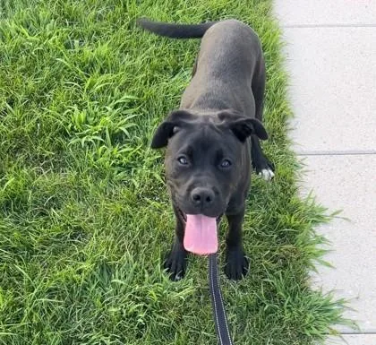 A young large-sized male Mixed Breed dog named Bear for adoption in Quincy, MA