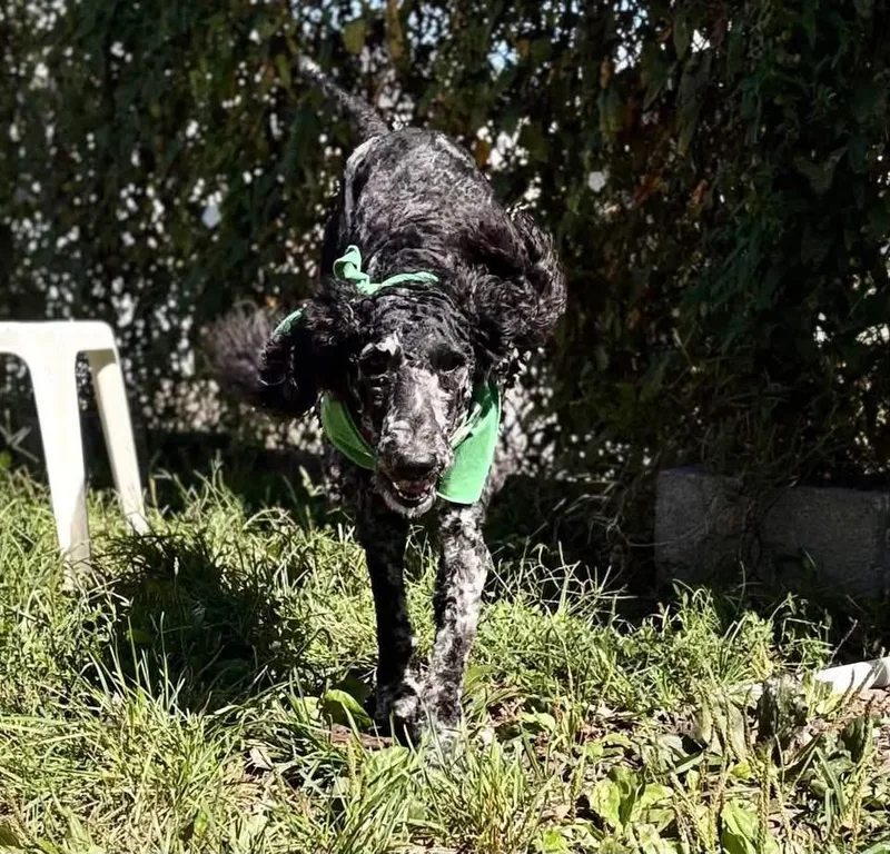 A young medium-sized female Poodle dog named Bella for adoption in Ellicott City, MD