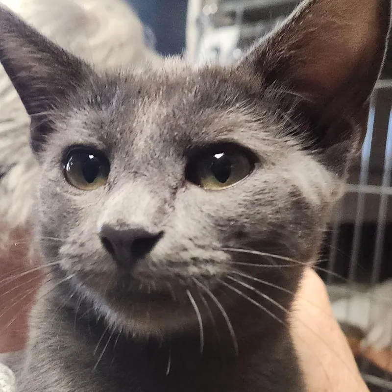 A baby small-sized female Domestic Short Hair cat named Twinkle K for adoption in Corsicana, TX