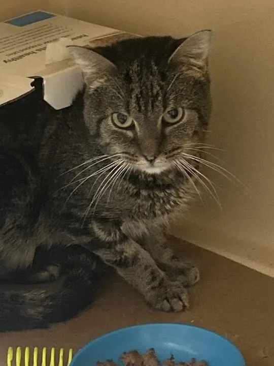A senior medium-sized male Tabby (Brown / Chocolate) Domestic Short Hair cat named King for adoption in Elyria, OH