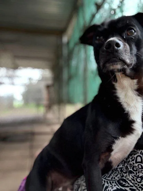 Little Black Dog thumbnail 2