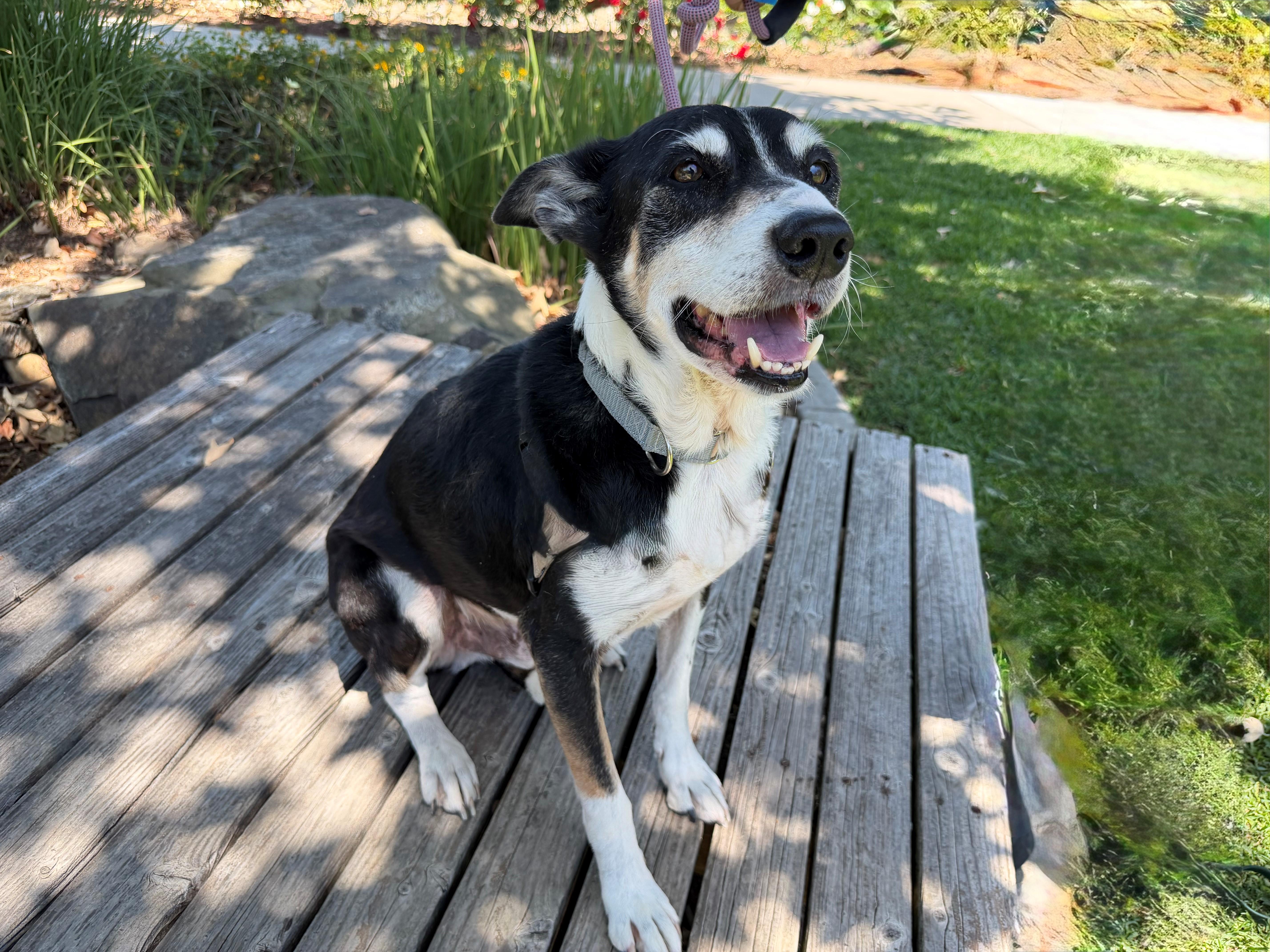 A senior medium-sized male Tricolor (Brown, Black, & White) Australian Shepherd dog named Quinn for adoption in Mission Viejo, CA
