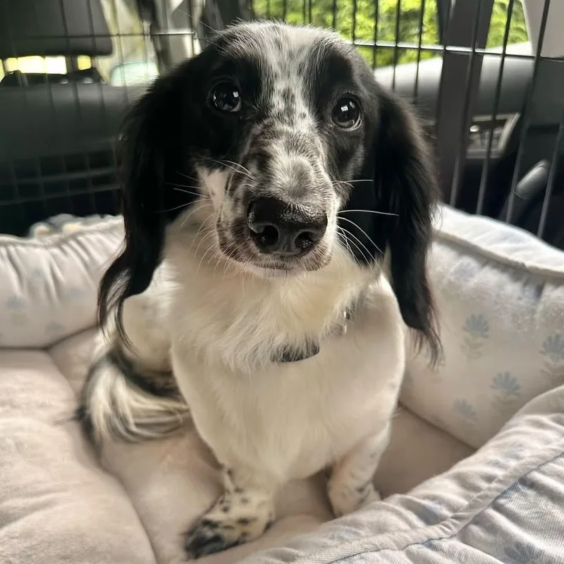 A young small-sized male Black Dachshund (Long Haired) dog named Ansel for adoption in Portland, OR