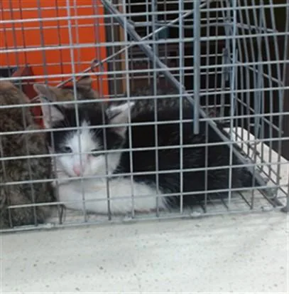 A baby small-sized male Domestic Short Hair cat named Wasabi for adoption in Louisville, KY