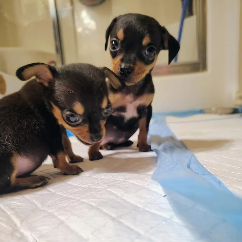 D Chi Puppy thumbnail 2