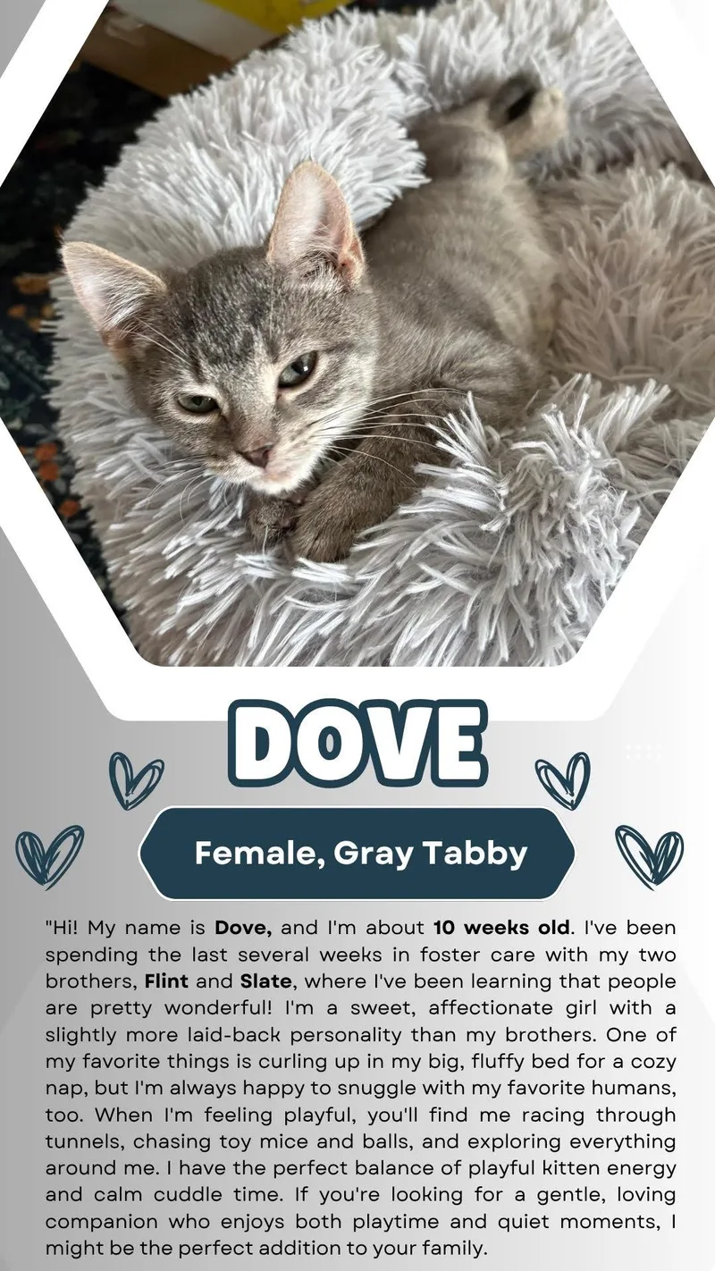 A baby medium-sized male Tabby cat named Slate for adoption in Greenville, DE