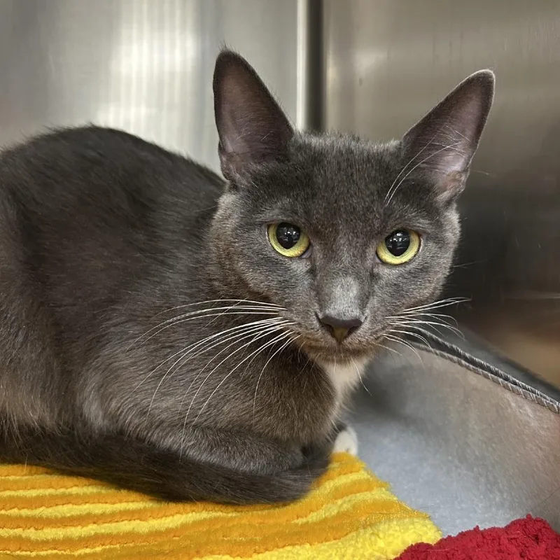 An adult medium-sized female Gray / Blue / Silver Domestic Short Hair cat named Amanda Rollins for adoption in Bullhead City, AZ