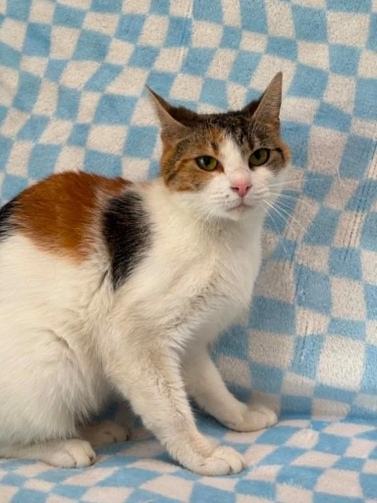 A young small-sized female Domestic Short Hair cat named Alacie for adoption in Warrenton, NC