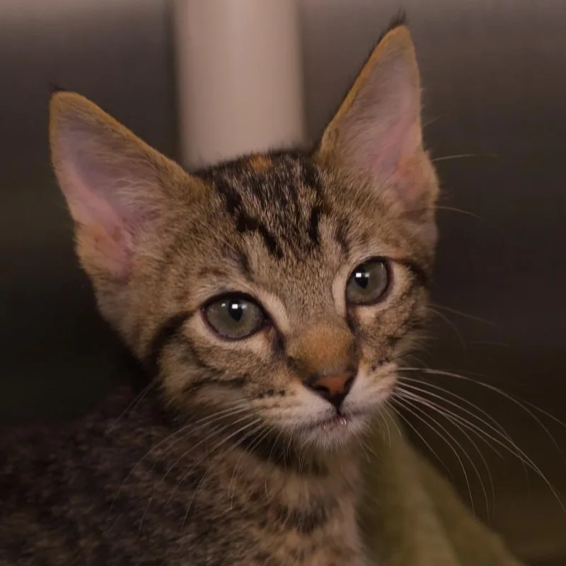 A baby medium-sized female Domestic Short Hair cat named Flair for adoption in Shoreline, WA