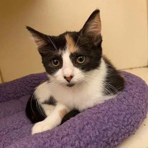 A baby small-sized female White Domestic Short Hair cat named Dumplin' for adoption in Dayton, OH