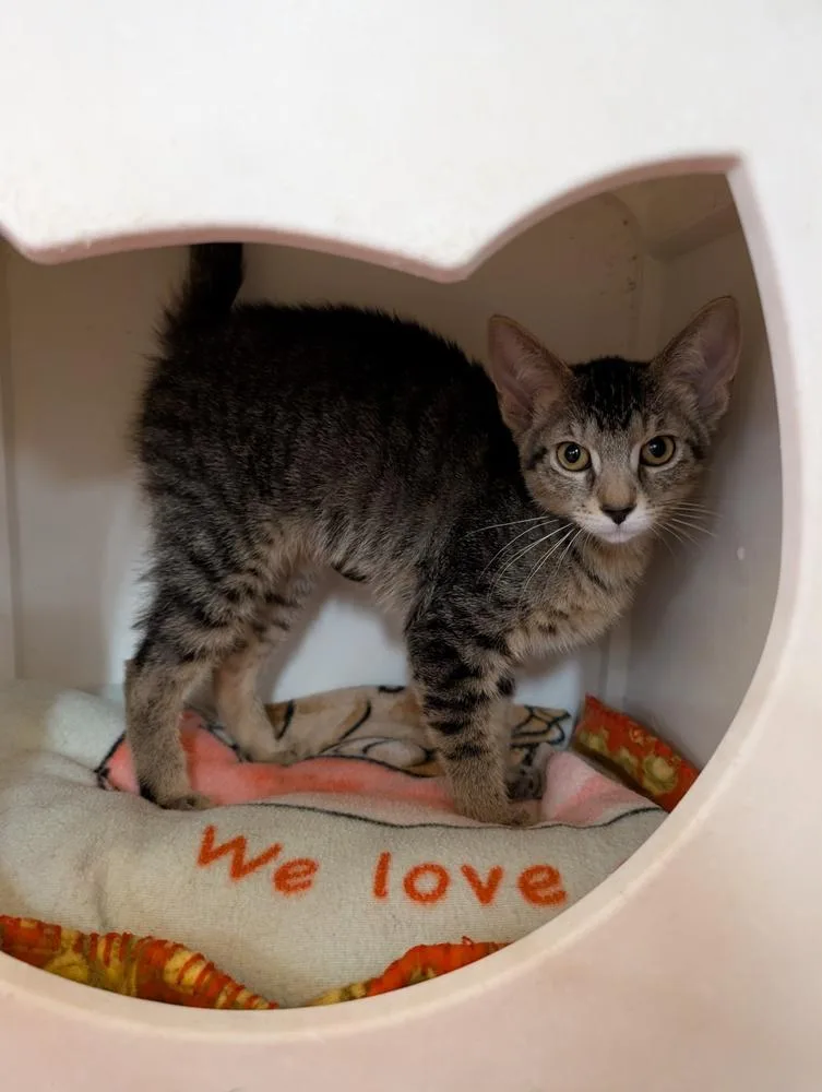 A baby small-sized female Tabby (Brown / Chocolate) Domestic Short Hair cat named Kareen for adoption in Tucson, AZ