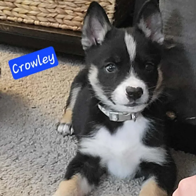 A baby medium-sized male Black Husky dog named Crowley for adoption in Olathe, KS