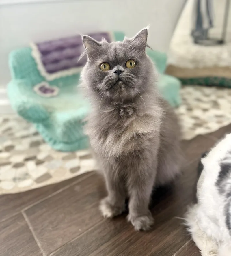 An adult medium-sized female Blue Cream Persian cat named Eloise for adoption in Kenosha, WI