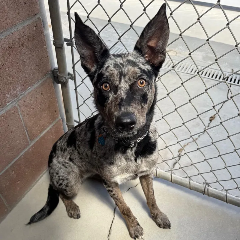 A young medium-sized female Gray / Blue / Silver Catahoula Leopard Dog dog named Tessie for adoption in Santa Barbara, CA