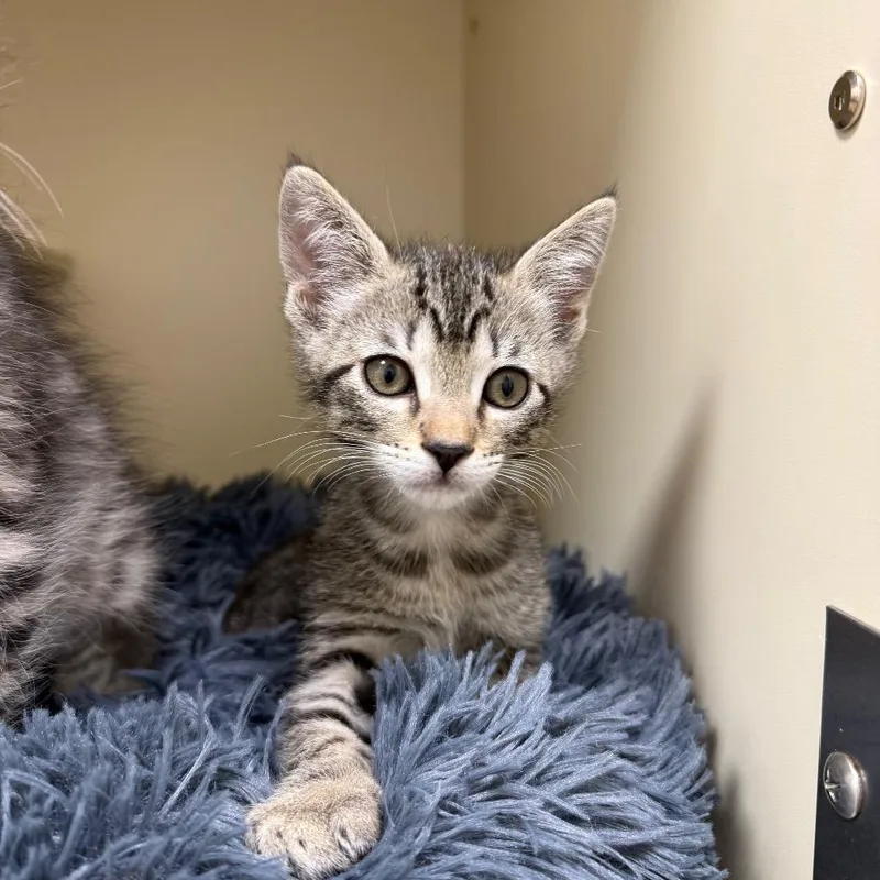 A baby small-sized male Brown / Chocolate Domestic Short Hair cat named Bam Bam for adoption in Bradenton, FL