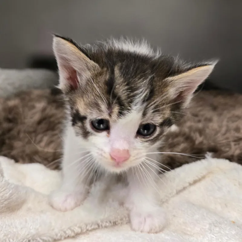 A baby small-sized male White Domestic Short Hair cat named Dewey for adoption in San Jacinto, CA