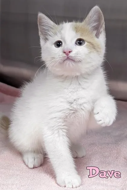 A baby small-sized male Domestic Short Hair cat named Dave for adoption in Mason, MI