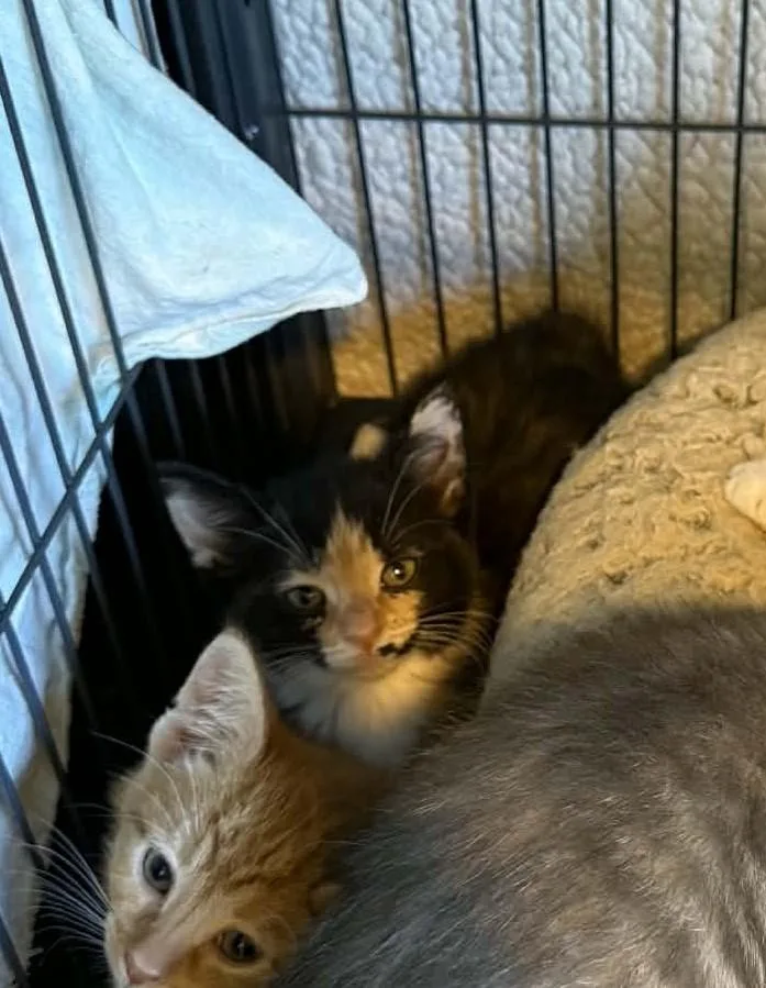 A baby small-sized female Domestic Short Hair cat named Lena for adoption in Knoxville, TN