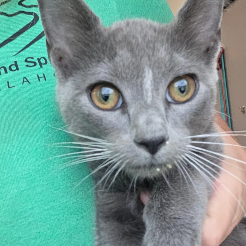 A baby small-sized female Gray / Blue / Silver Domestic Short Hair cat named Enid for adoption in Sand Springs, OK
