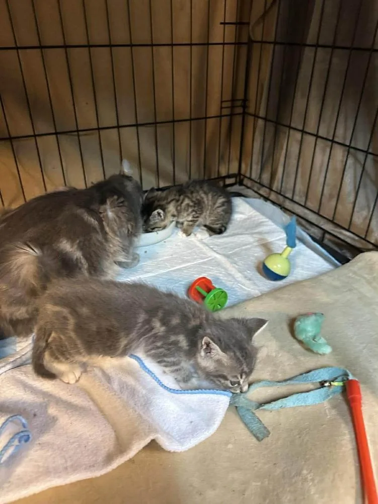 An adult small-sized female Gray / Blue / Silver Domestic Long Hair cat named Chi Chi for adoption in Pacifica, CA