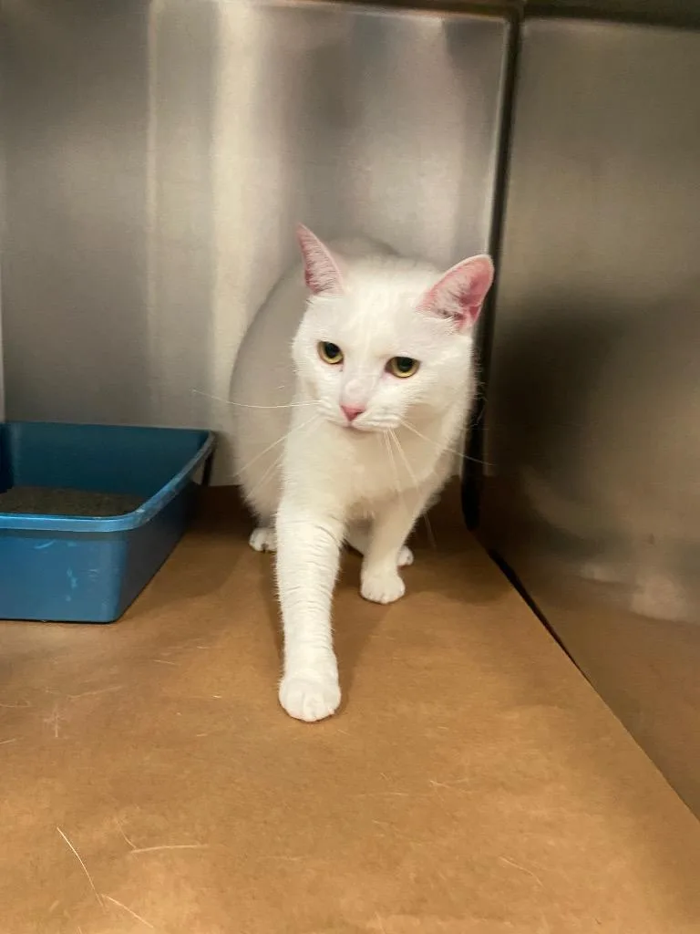 An adult medium-sized male Domestic Short Hair cat named Shiro for adoption in Cartersville , GA