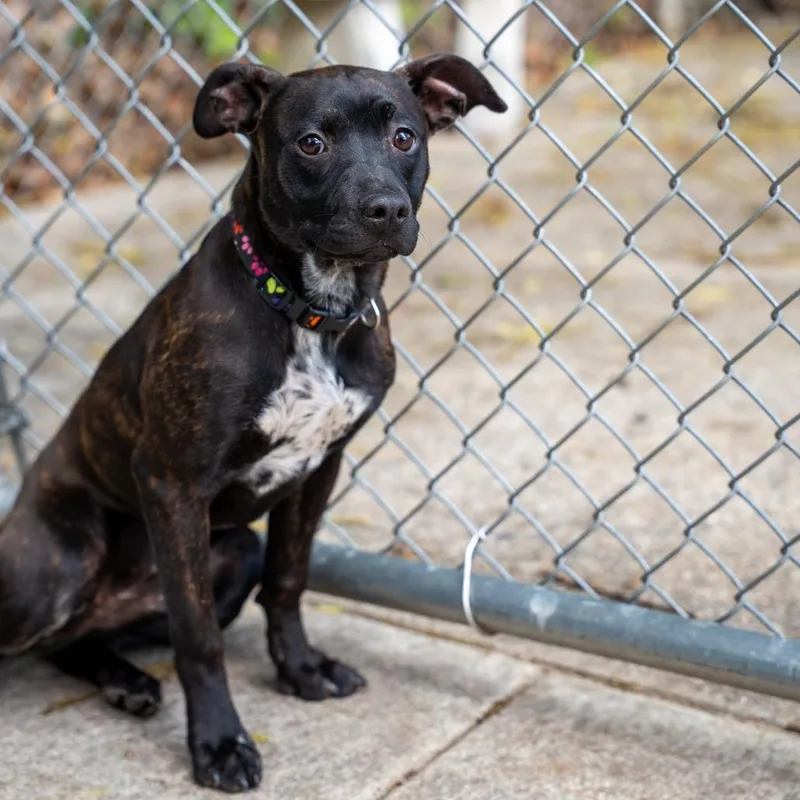 A young medium-sized female Black Terrier dog named Ember for adoption in Gainesville, GA