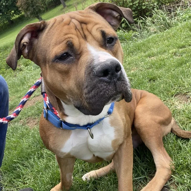 An adult large-sized male Brown / Chocolate Mixed Breed dog named Paddington for adoption in Allentown, PA