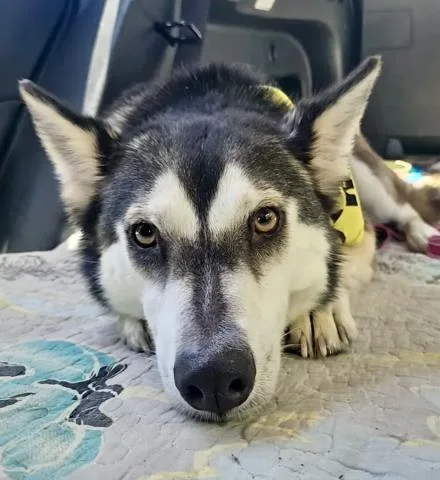 A young medium-sized female Black Siberian Husky dog named Skylar  Urgent And for adoption in Thousand Oaks, CA