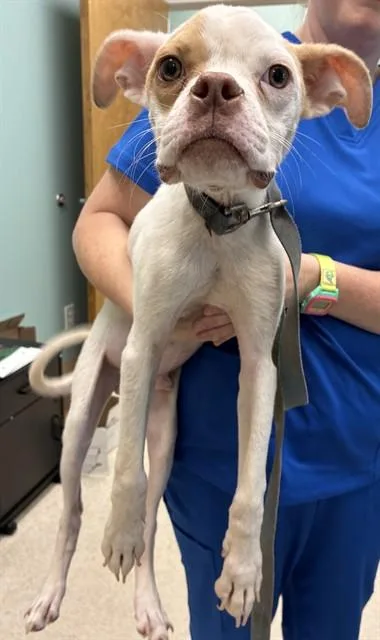 A young small-sized male Boxer dog named Puppy for adoption in Haw River, NC