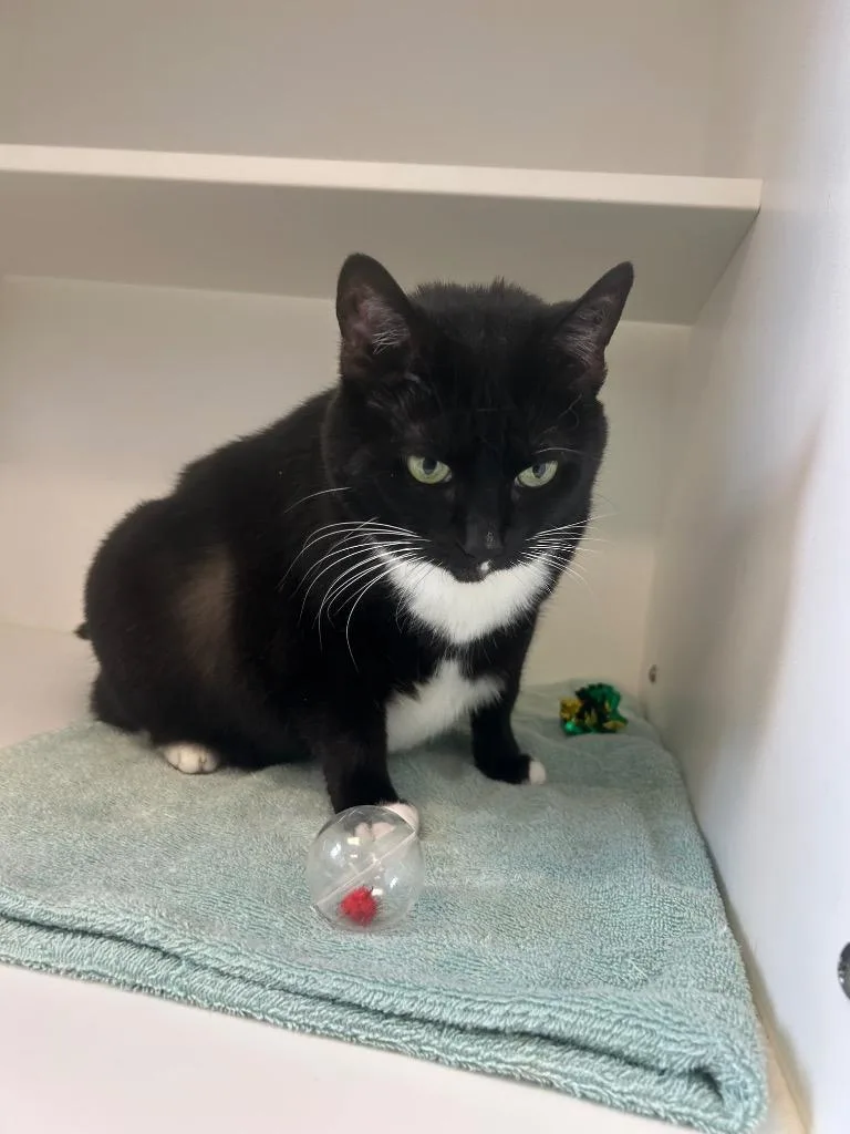 An adult large-sized female Domestic Short Hair cat named Roseanne for adoption in Greenfield, IN