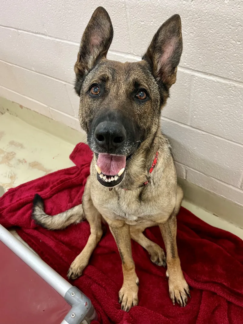 An adult large-sized female Bicolor Belgian Shepherd / Malinois dog named Zara for adoption in Frederick, MD